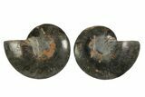 Cut/Polished Ammonite Fossil - Unusual Black Color #169570-1
